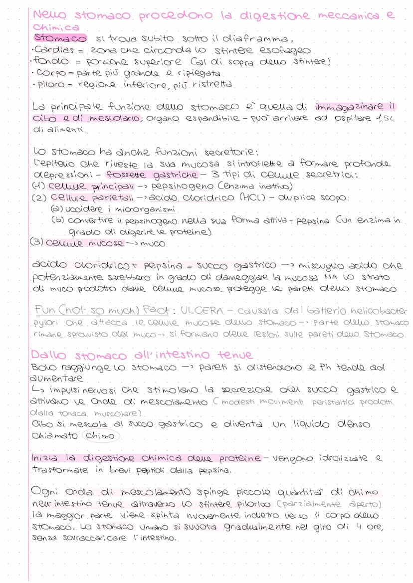 A
Ghiandola parotide
Ghiandole salivari
sottolinguale
e sottomandibolare
Esofago
Fegato
Cistifellea
Intestino
tenue:
Duodeno
Digiuno
lleo
Li