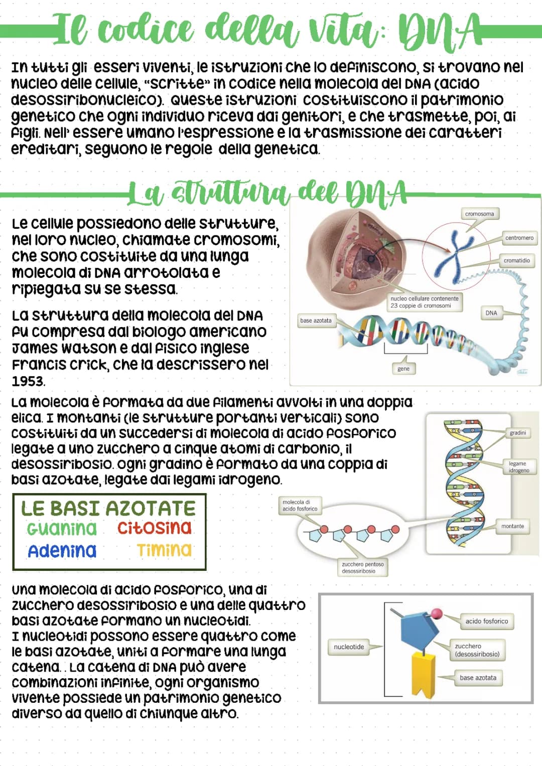 DNA 