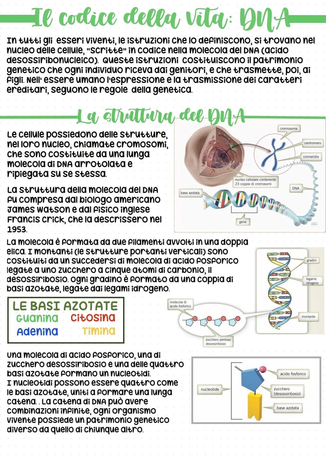 Il codice della vita: DNA
In tutti gli esseri viventi, le istruzioni che lo definiscono, si trovano nel
nucleo delle cellule, "scritte" in c