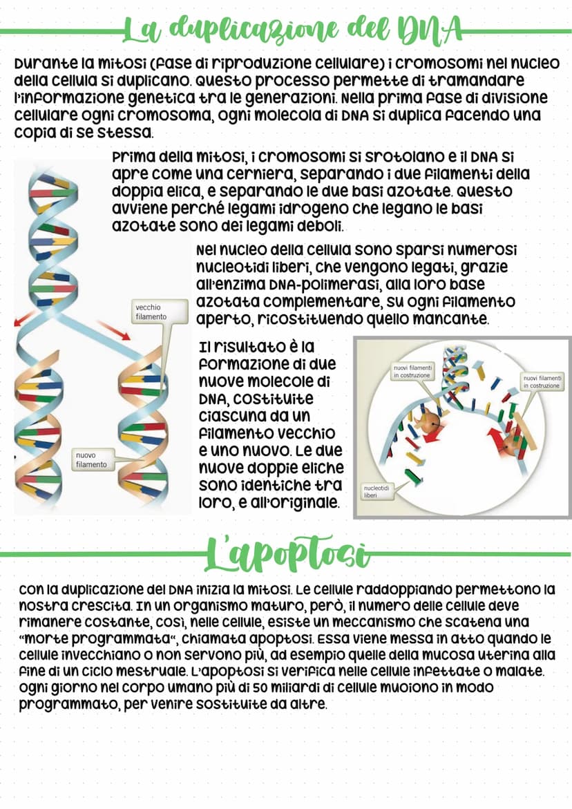 Il codice della vita: DNA
In tutti gli esseri viventi, le istruzioni che lo definiscono, si trovano nel
nucleo delle cellule, "scritte" in c