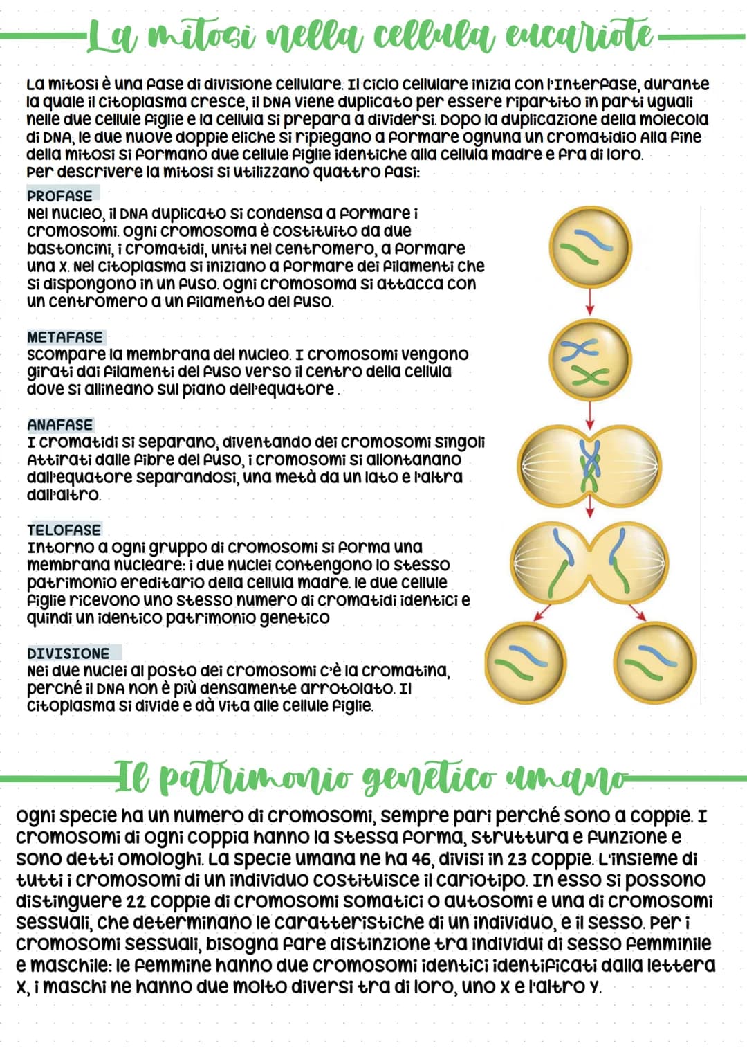 Il codice della vita: DNA
In tutti gli esseri viventi, le istruzioni che lo definiscono, si trovano nel
nucleo delle cellule, "scritte" in c