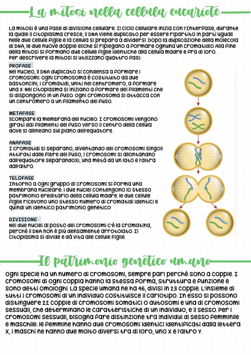Il codice della vita: DNA
In tutti gli esseri viventi, le istruzioni che lo definiscono, si trovano nel
nucleo delle cellule, "scritte" in c