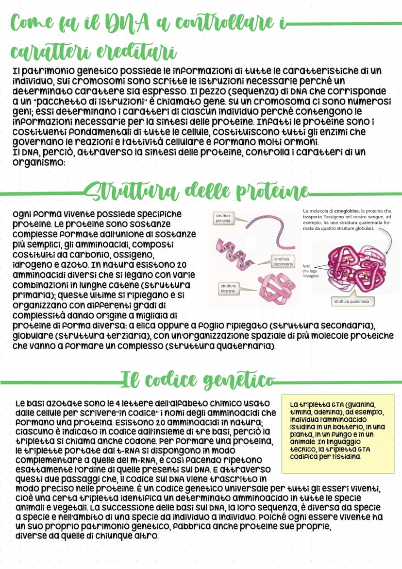 Il codice della vita: DNA
In tutti gli esseri viventi, le istruzioni che lo definiscono, si trovano nel
nucleo delle cellule, "scritte" in c