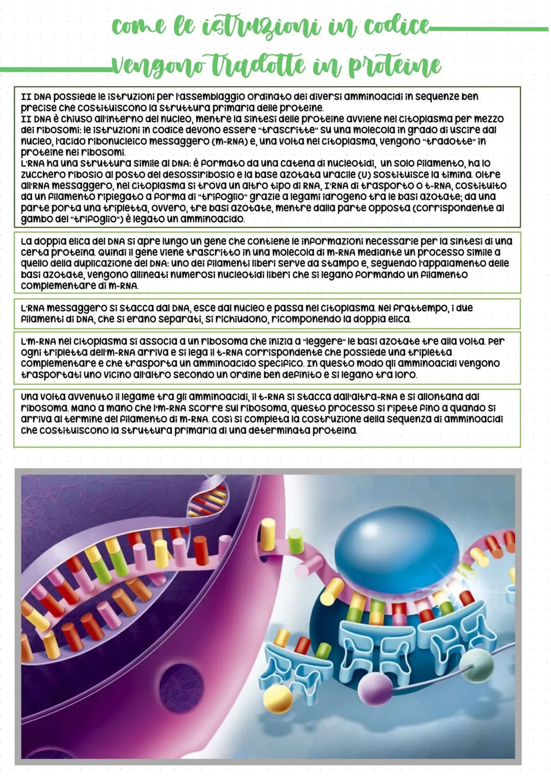 Il codice della vita: DNA
In tutti gli esseri viventi, le istruzioni che lo definiscono, si trovano nel
nucleo delle cellule, "scritte" in c