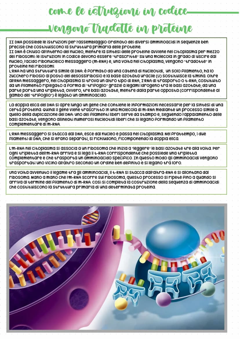 Il codice della vita: DNA
In tutti gli esseri viventi, le istruzioni che lo definiscono, si trovano nel
nucleo delle cellule, "scritte" in c