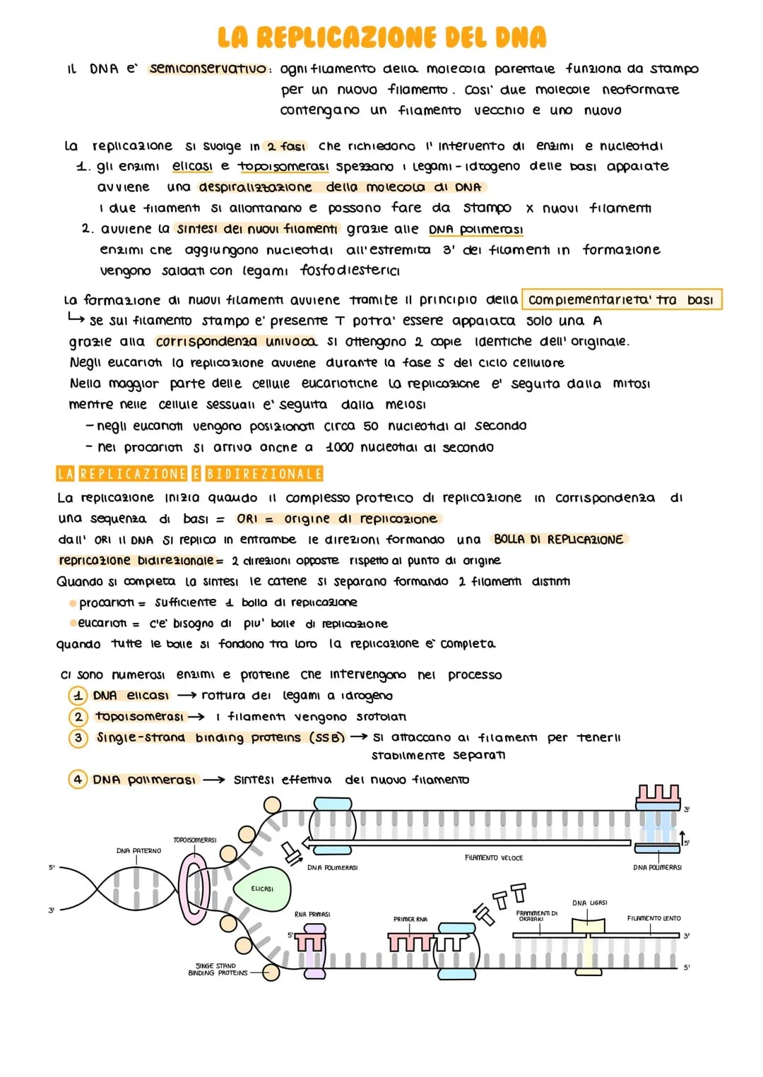 La replicazione del DNA e il genoma