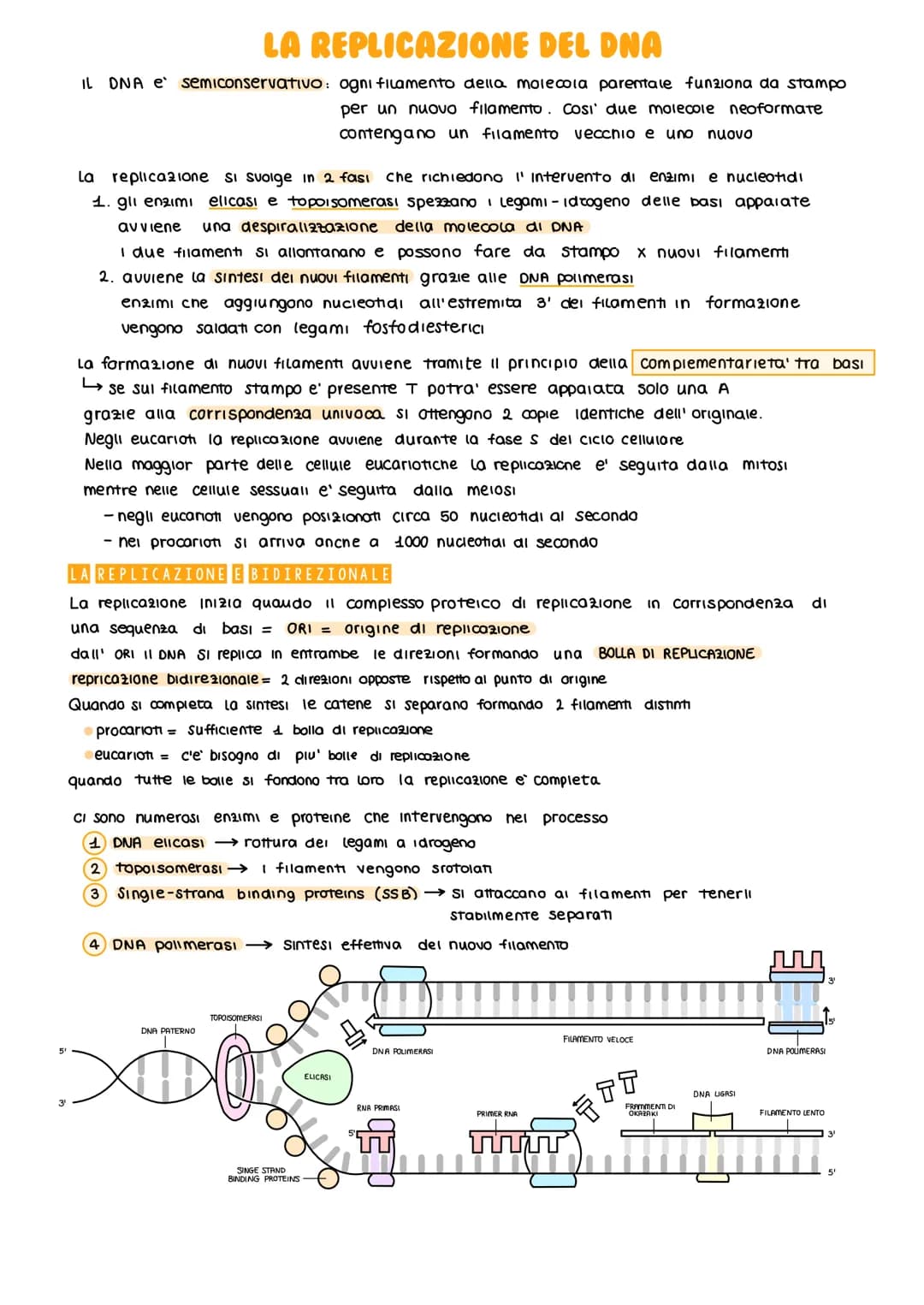 5¹
LA REPLICAZIONE DEL DNA
IL DNA e semiconservativo: ogni filamento della molecola parentale funziona da stampo
per un nuovo filamento. Cos