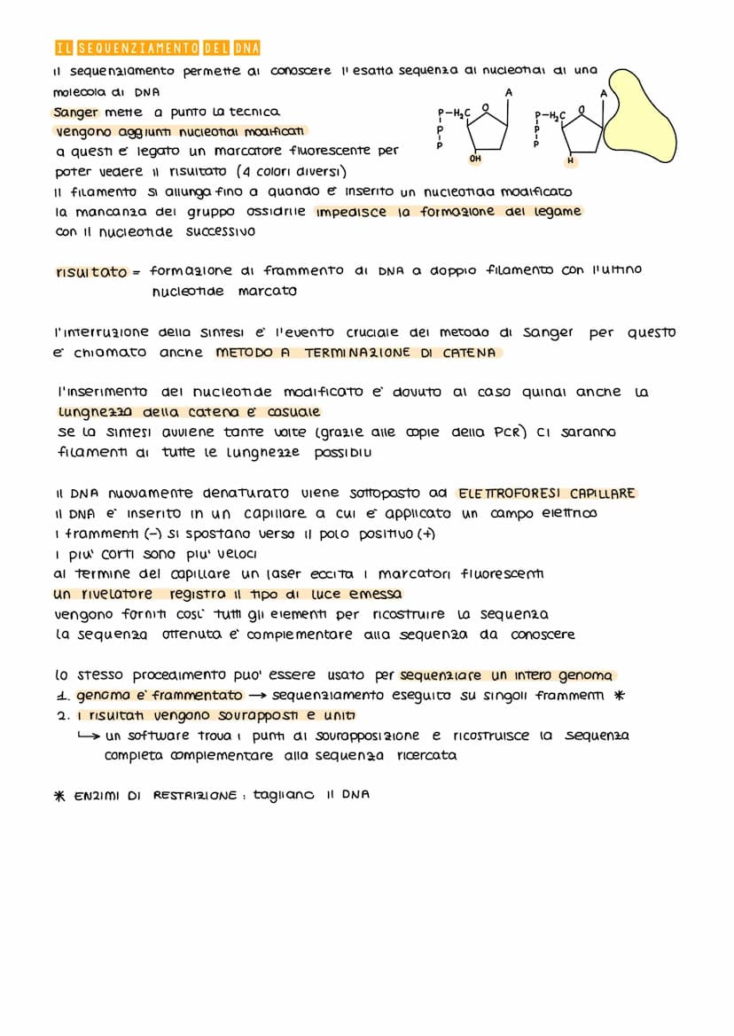 5¹
LA REPLICAZIONE DEL DNA
IL DNA e semiconservativo: ogni filamento della molecola parentale funziona da stampo
per un nuovo filamento. Cos