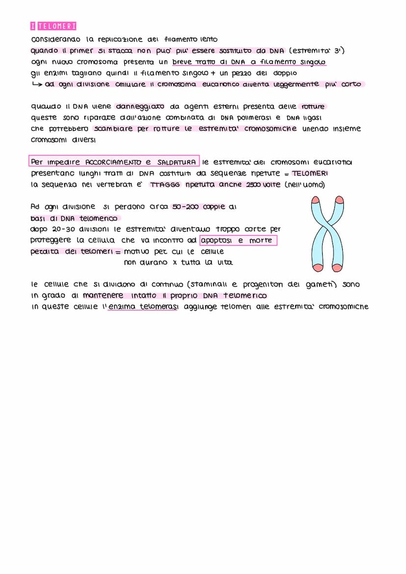 5¹
LA REPLICAZIONE DEL DNA
IL DNA e semiconservativo: ogni filamento della molecola parentale funziona da stampo
per un nuovo filamento. Cos