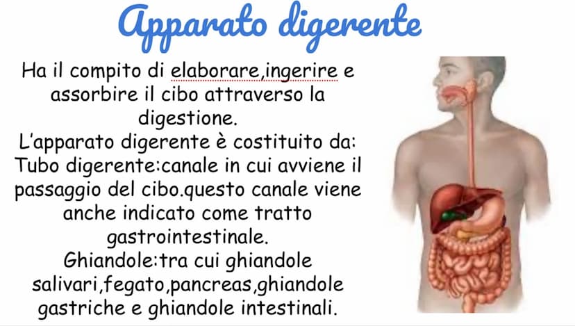 Apparato digerente
Ha il compito di elaborare,ingerire e
assorbire il cibo attraverso la
digestione.
L'apparato digerente è costituito da:
T