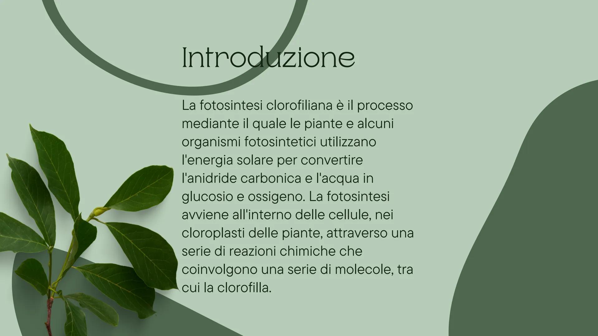 # Fotosintesi
## Clotofiliana

-Charlie # Introduzione

La fotosintesi clorofiliana è il processo
mediante il quale le piante e alcuni
organ