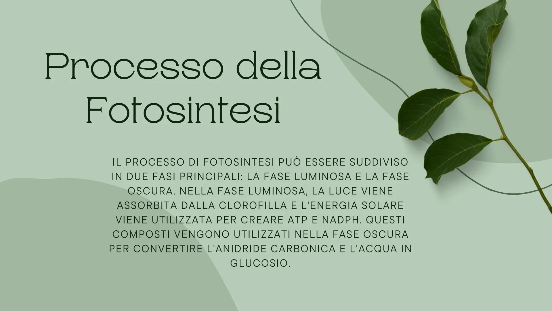 # Fotosintesi
## Clotofiliana

-Charlie # Introduzione

La fotosintesi clorofiliana è il processo
mediante il quale le piante e alcuni
organ