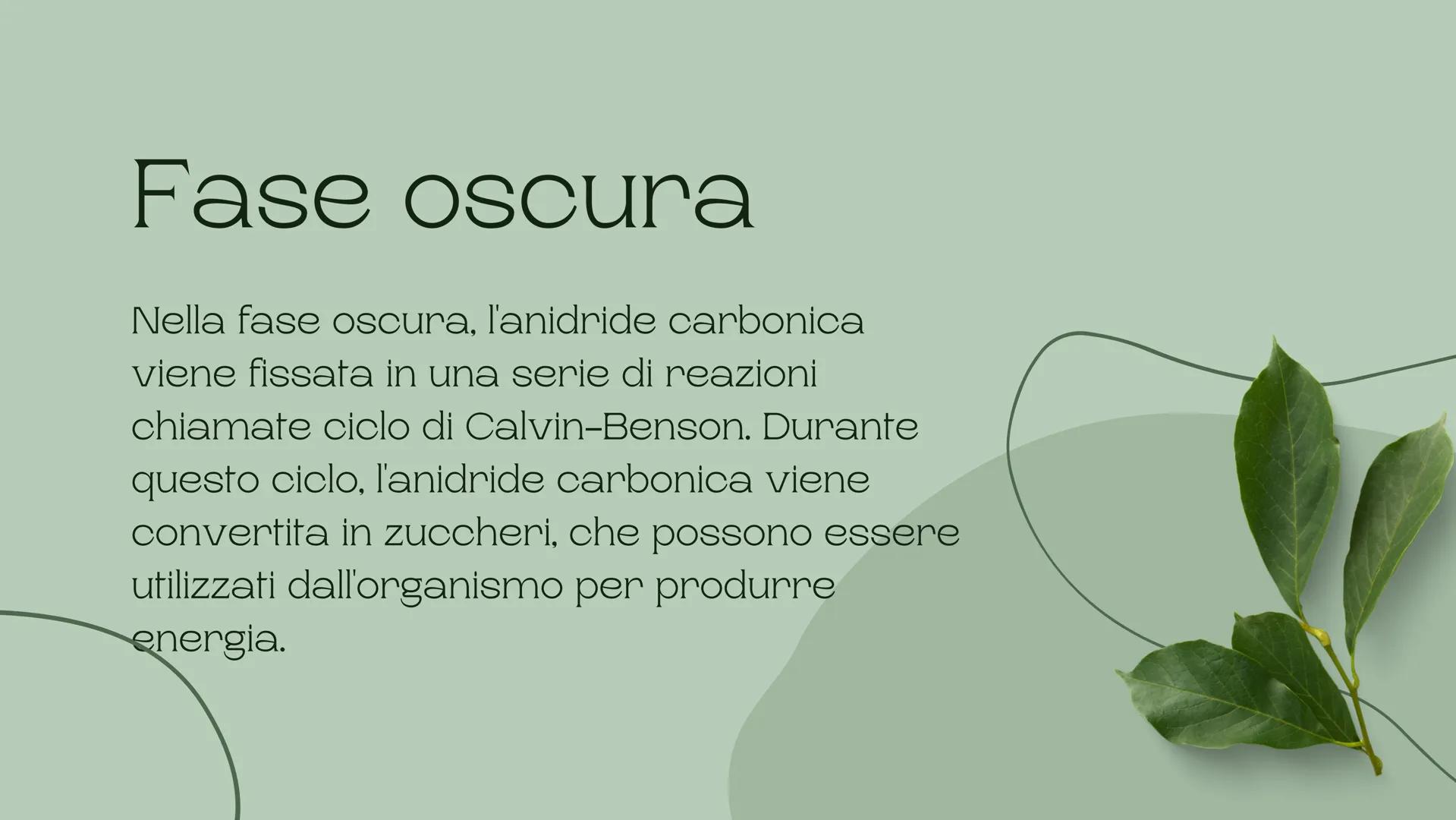 # Fotosintesi
## Clotofiliana

-Charlie # Introduzione

La fotosintesi clorofiliana è il processo
mediante il quale le piante e alcuni
organ