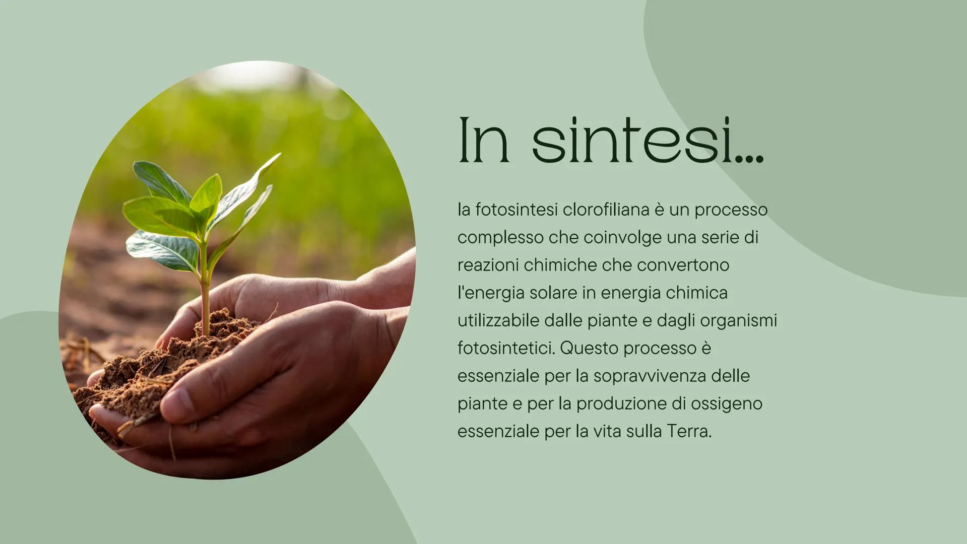 # Fotosintesi
## Clotofiliana

-Charlie # Introduzione

La fotosintesi clorofiliana è il processo
mediante il quale le piante e alcuni
organ