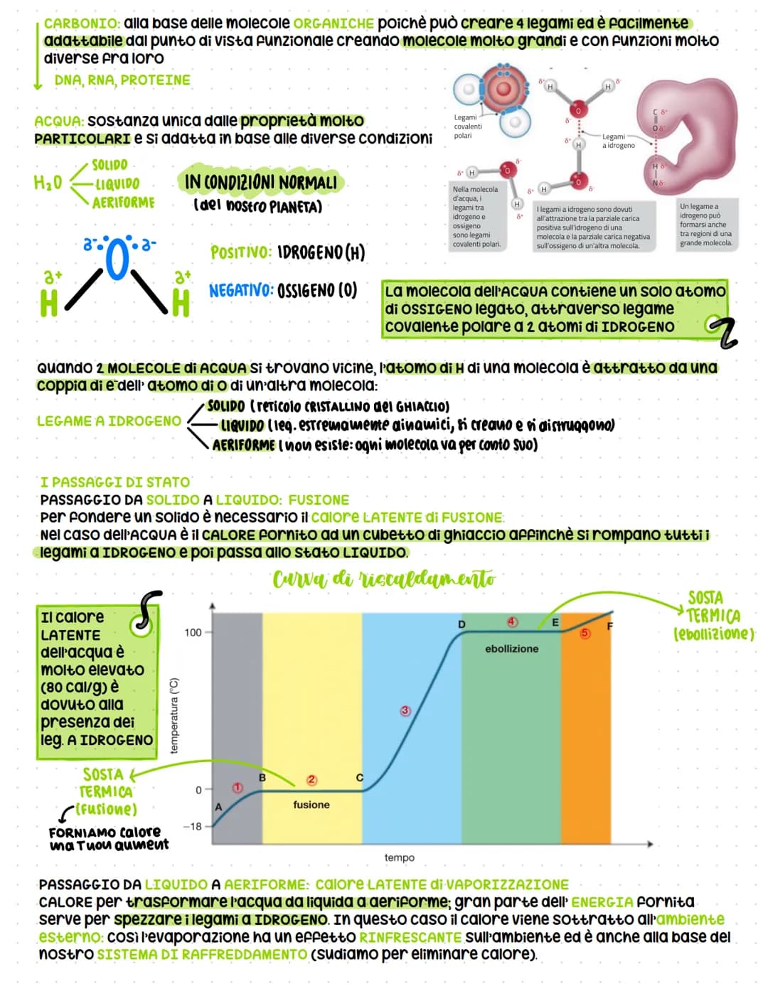 Dalla chimica della vita alle biomolecole
Attraverso la conoscenza della struttura delle BIOMOLECOLE è possibile comprendere molto
sulla vit