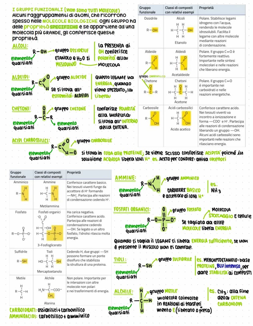 Dalla chimica della vita alle biomolecole
Attraverso la conoscenza della struttura delle BIOMOLECOLE è possibile comprendere molto
sulla vit