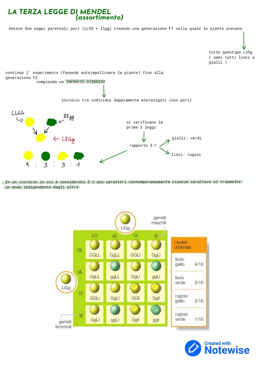 GENETICA
La GENETICA è lo studio delle leggi e dei meccanismi che permettono la trasmissione dei caratteri da una
generazione ad un' altra e