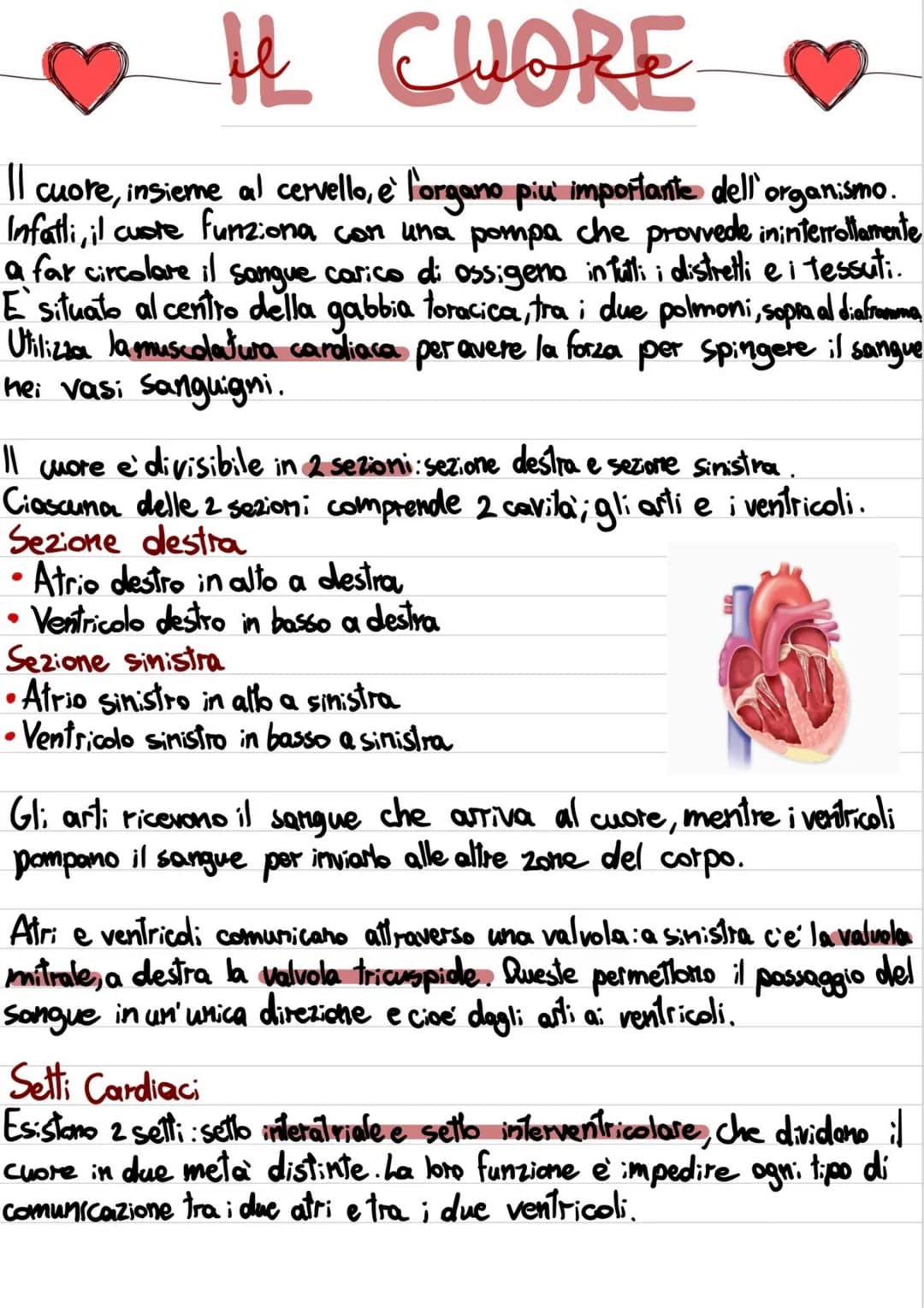 IL CUORE
|| cuore, insieme al cervello, e' l'organo più importante dell'organismo.
Infatti, il cuore funziona con una pompa che provvede ini