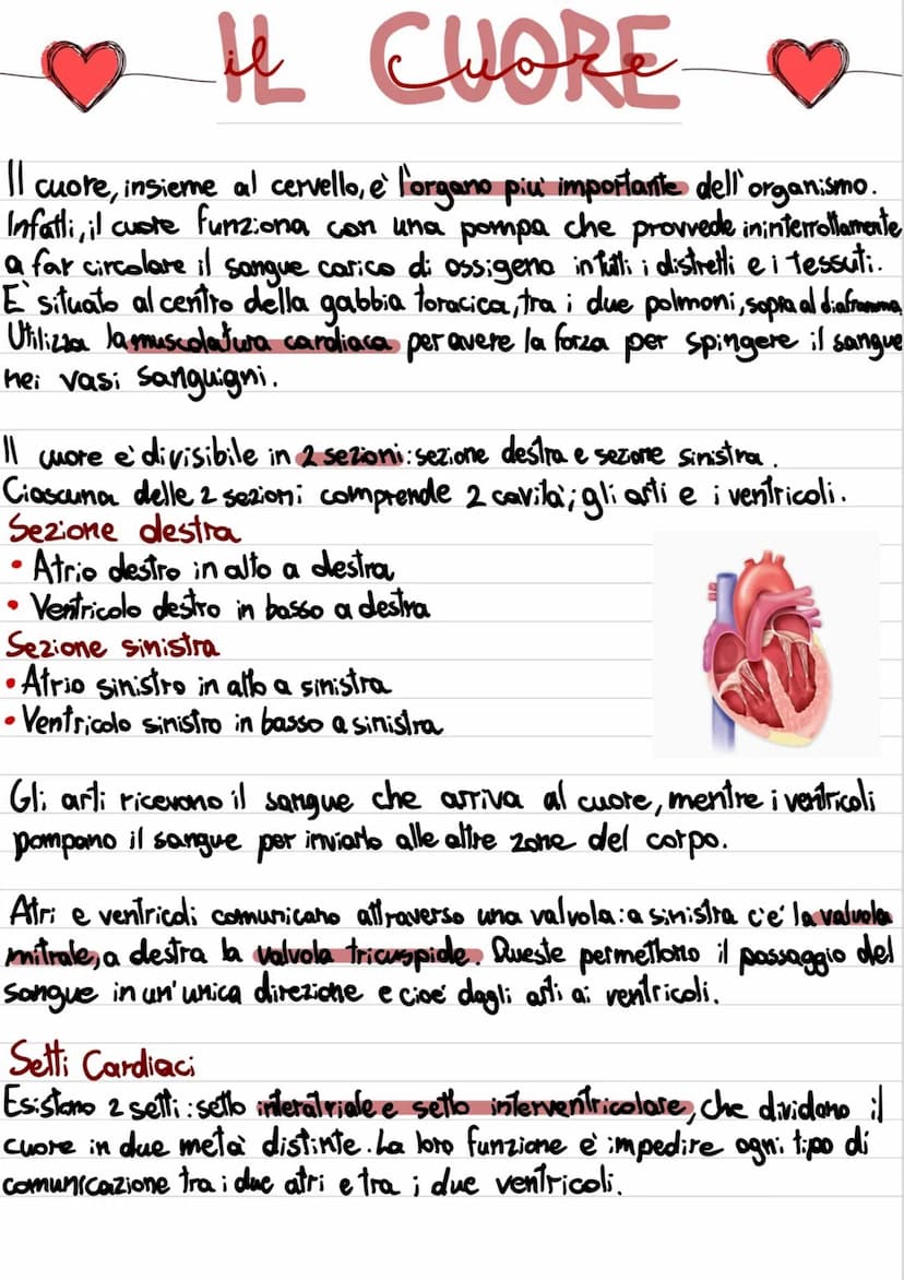 IL CUORE
|| cuore, insieme al cervello, e' l'organo più importante dell'organismo.
Infatti, il cuore funziona con una pompa che provvede ini