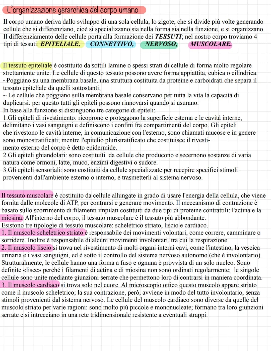 L'organizzazione gerarchica del corpo umano
Il corpo umano deriva dallo sviluppo di una sola cellula, lo zigote, che si divide più volte gen