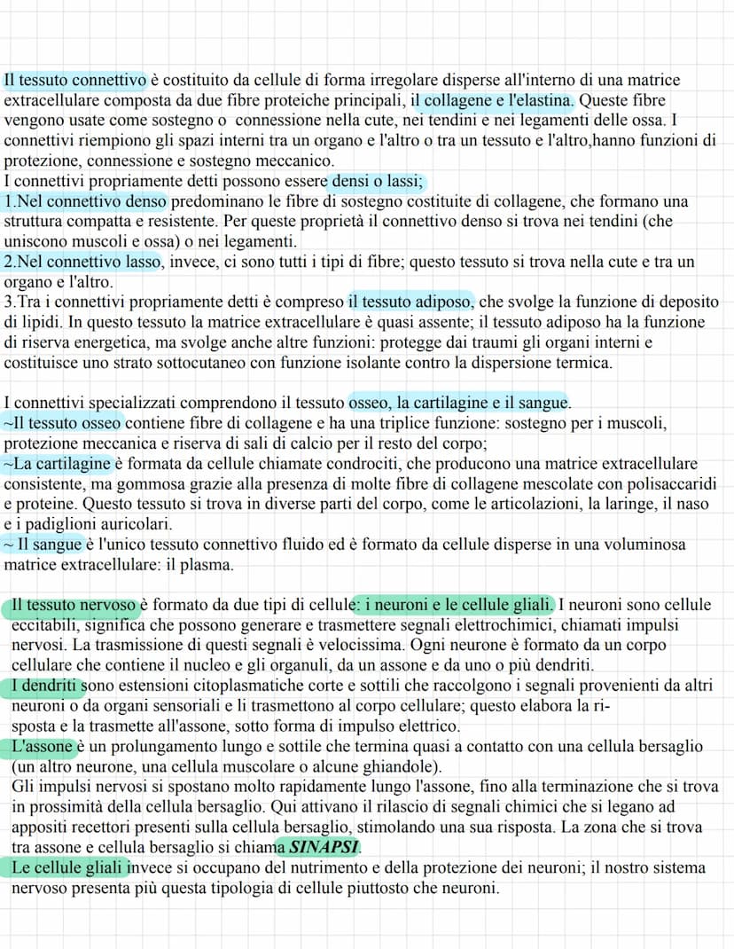 L'organizzazione gerarchica del corpo umano
Il corpo umano deriva dallo sviluppo di una sola cellula, lo zigote, che si divide più volte gen