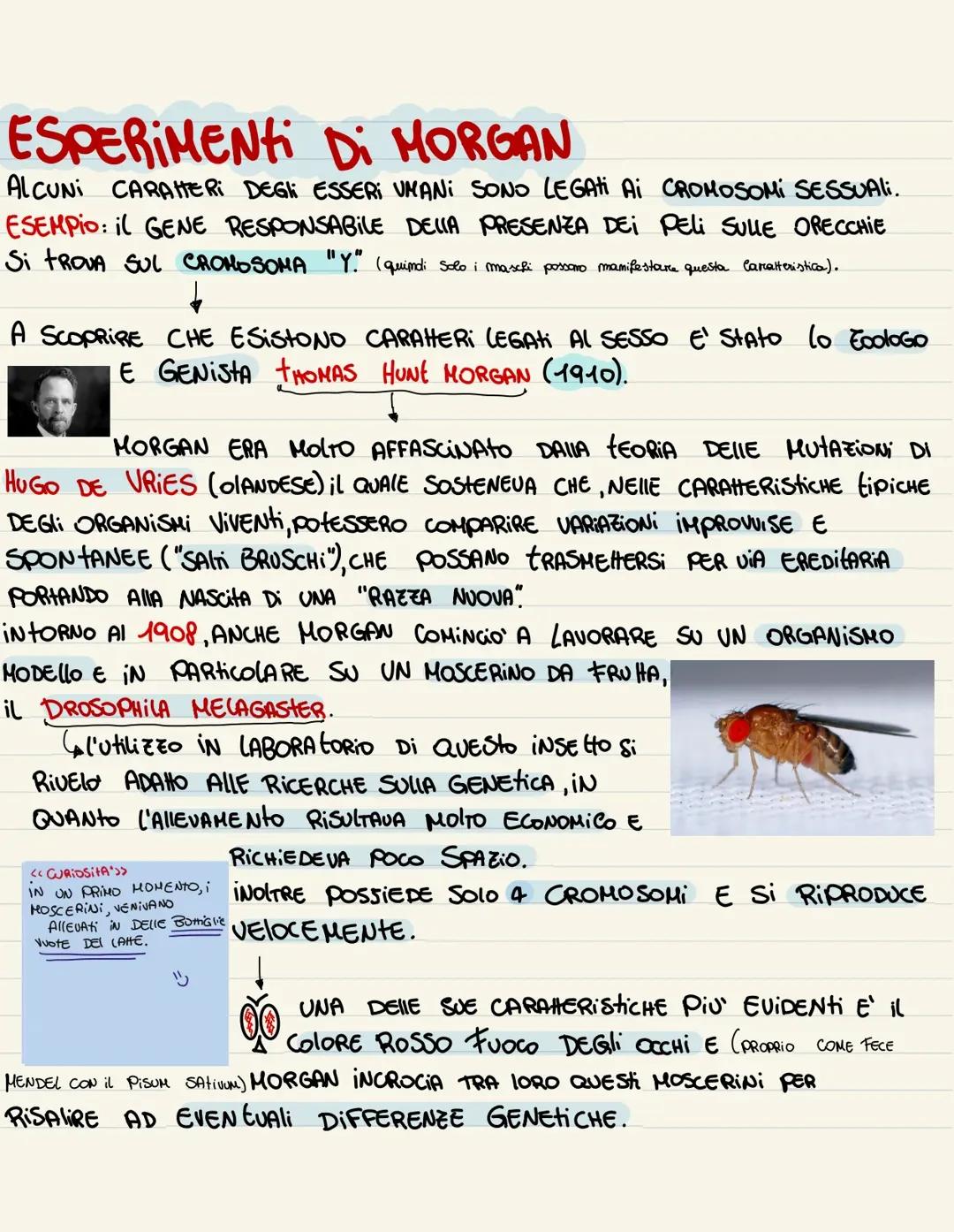 Morgan e determinazione del sesso