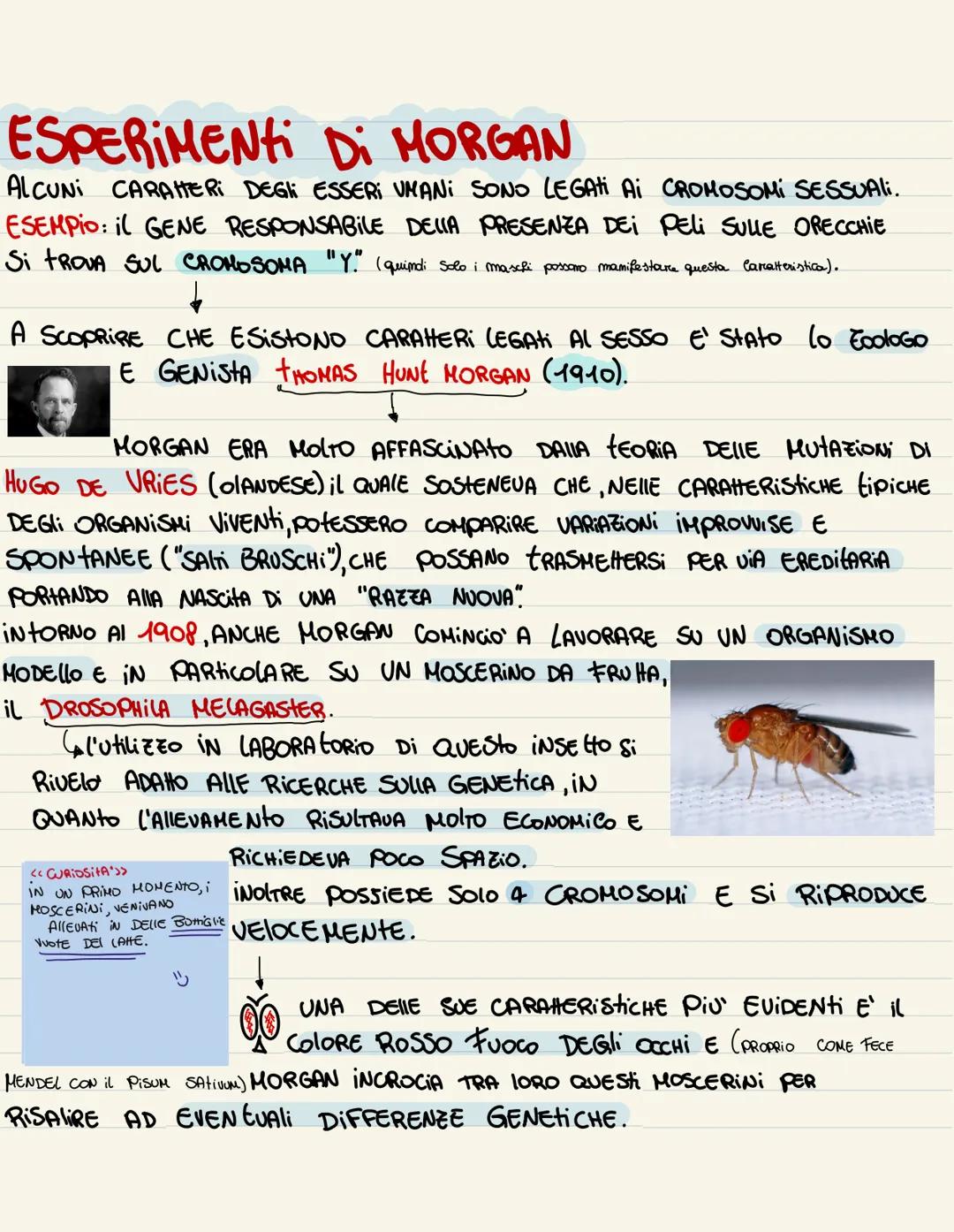 ESPERIMENTI DI MORGAN
ALCUNI CARAHERI DEGLI ESSERI UMANI SONO LEGAti Ai CROMOSOMI SESSUAli.
ESEMPIO: il GENE RESPONSABILE DELLA PRESENZA DEI