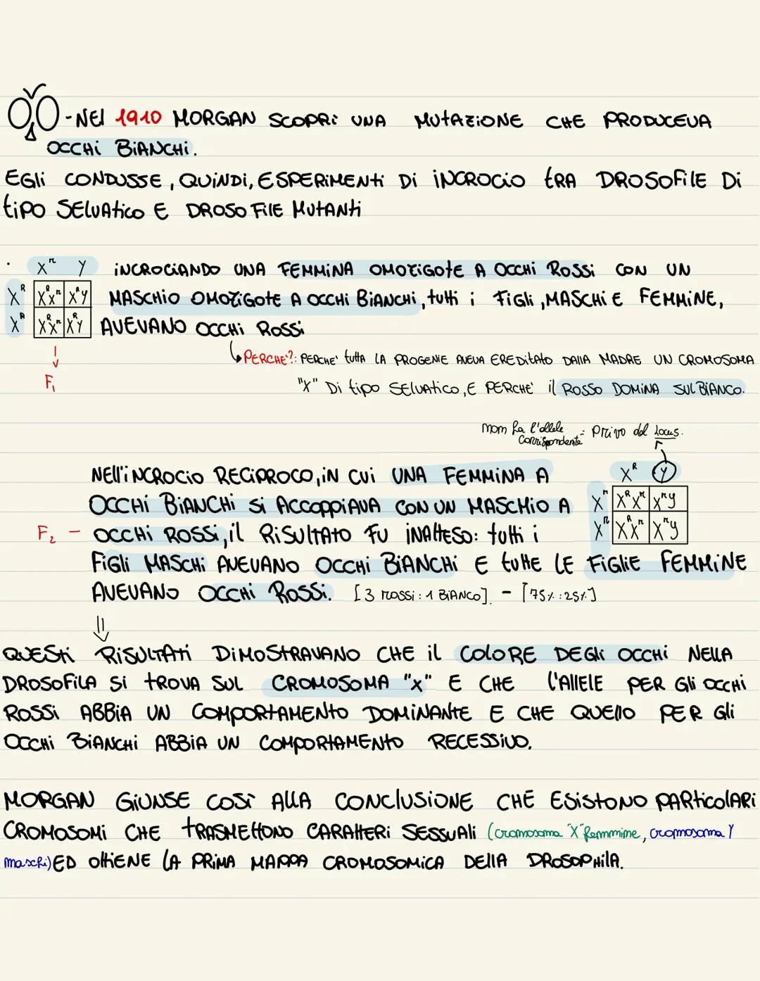 ESPERIMENTI DI MORGAN
ALCUNI CARAHERI DEGLI ESSERI UMANI SONO LEGAti Ai CROMOSOMI SESSUAli.
ESEMPIO: il GENE RESPONSABILE DELLA PRESENZA DEI