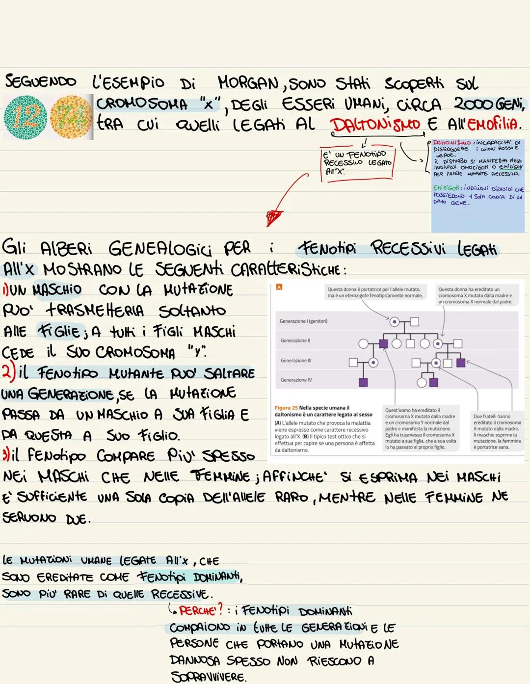 ESPERIMENTI DI MORGAN
ALCUNI CARAHERI DEGLI ESSERI UMANI SONO LEGAti Ai CROMOSOMI SESSUAli.
ESEMPIO: il GENE RESPONSABILE DELLA PRESENZA DEI