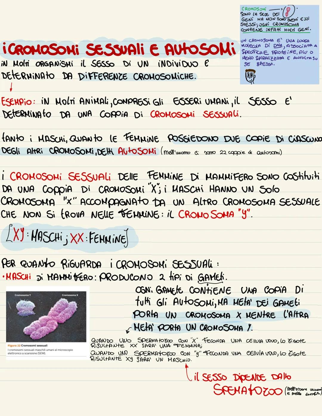 ESPERIMENTI DI MORGAN
ALCUNI CARAHERI DEGLI ESSERI UMANI SONO LEGAti Ai CROMOSOMI SESSUAli.
ESEMPIO: il GENE RESPONSABILE DELLA PRESENZA DEI