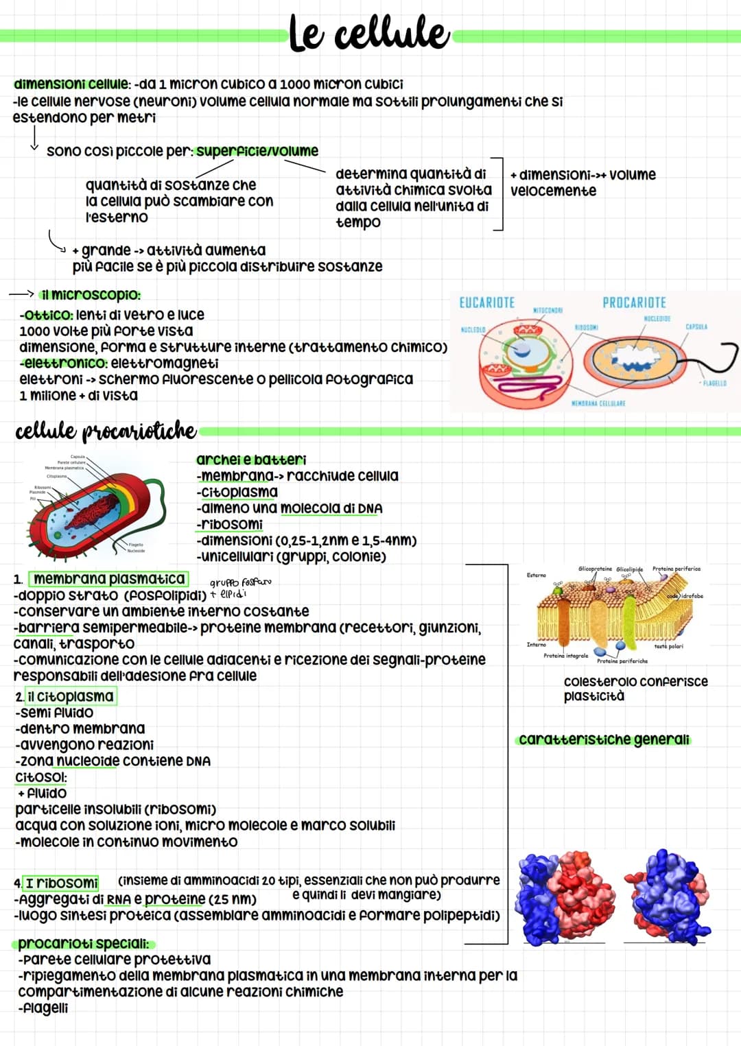 dimensioni cellule: -da 1 micron cubico a 1000 micron cubici
-le cellule nervose (neuroni) volume cellula normale ma sottili prolungamenti c