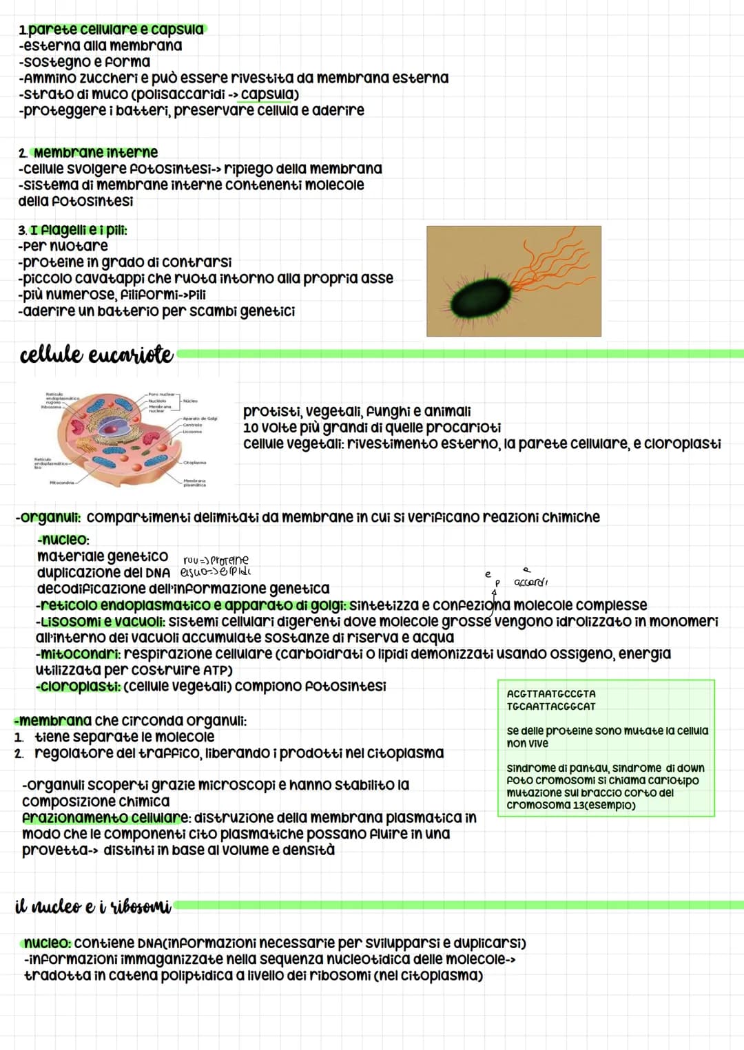 dimensioni cellule: -da 1 micron cubico a 1000 micron cubici
-le cellule nervose (neuroni) volume cellula normale ma sottili prolungamenti c
