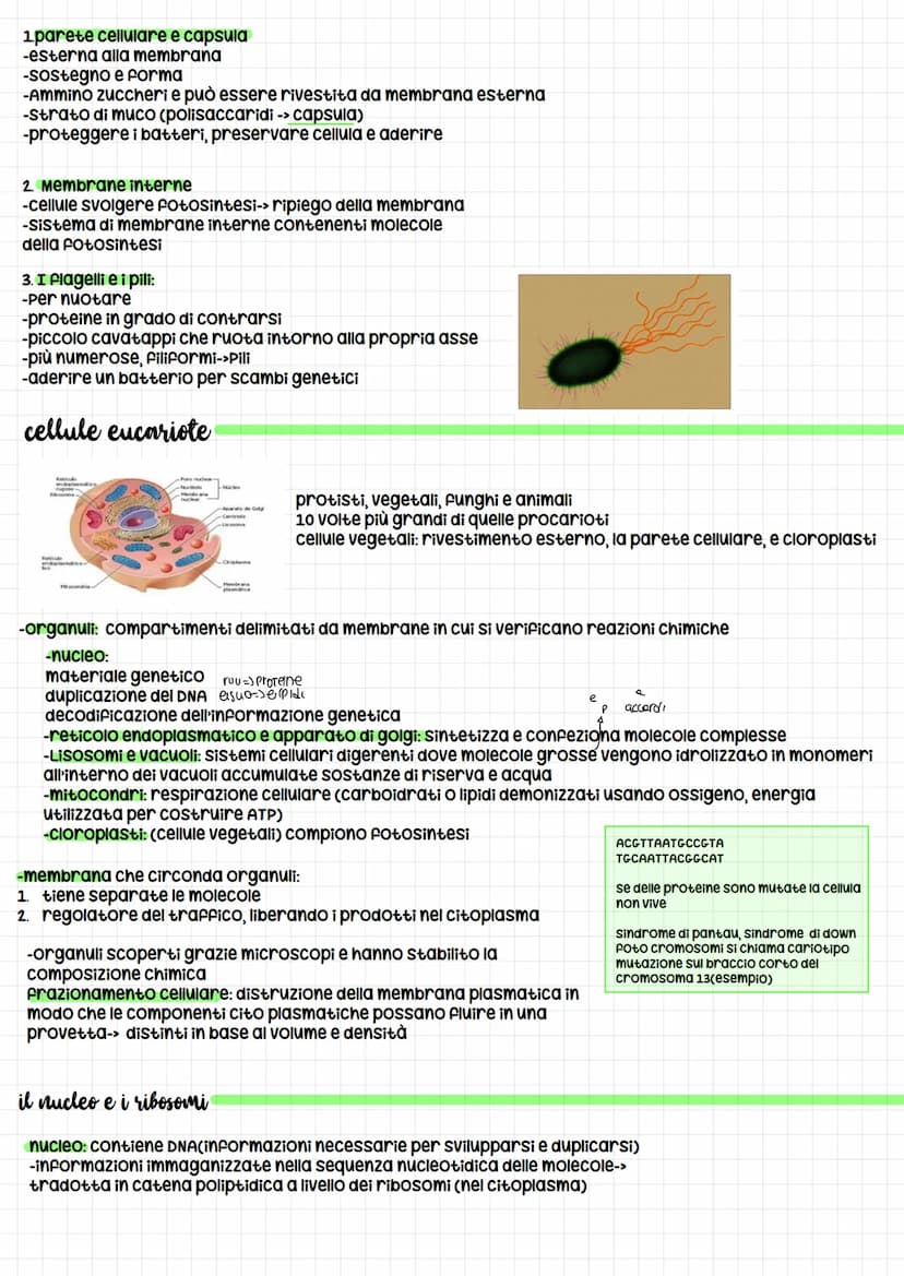 dimensioni cellule: -da 1 micron cubico a 1000 micron cubici
-le cellule nervose (neuroni) volume cellula normale ma sottili prolungamenti c