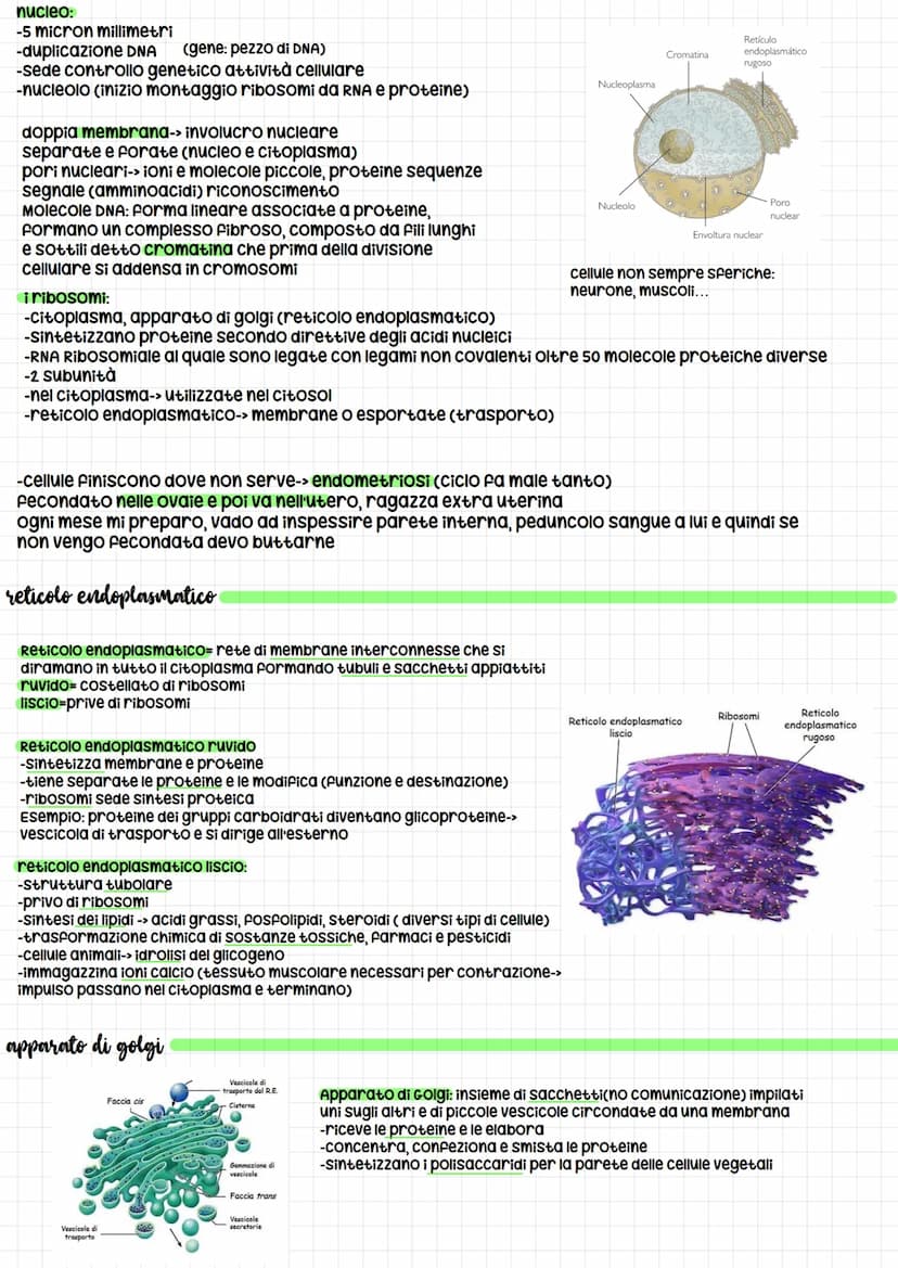 dimensioni cellule: -da 1 micron cubico a 1000 micron cubici
-le cellule nervose (neuroni) volume cellula normale ma sottili prolungamenti c