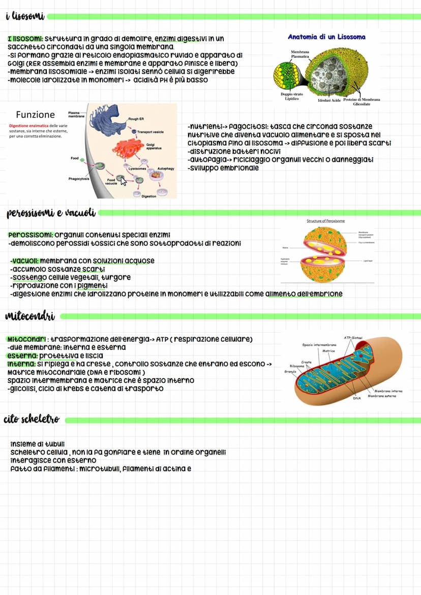 dimensioni cellule: -da 1 micron cubico a 1000 micron cubici
-le cellule nervose (neuroni) volume cellula normale ma sottili prolungamenti c