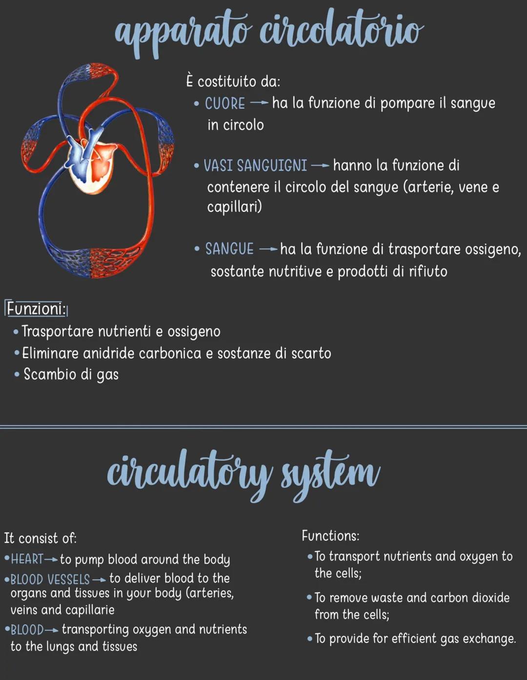 apparato circolatorio
È costituito da:
CUORE- ha la funzione di pompare il sangue
in circolo
●
●
●
●
VASI SANGUIGNI → hanno la funzione di
c