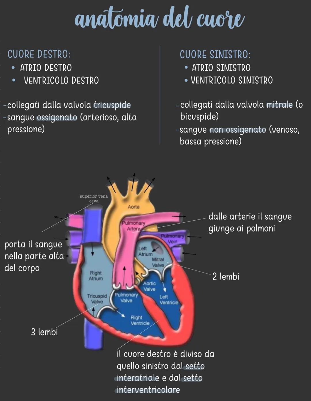 apparato circolatorio
È costituito da:
CUORE- ha la funzione di pompare il sangue
in circolo
●
●
●
●
VASI SANGUIGNI → hanno la funzione di
c