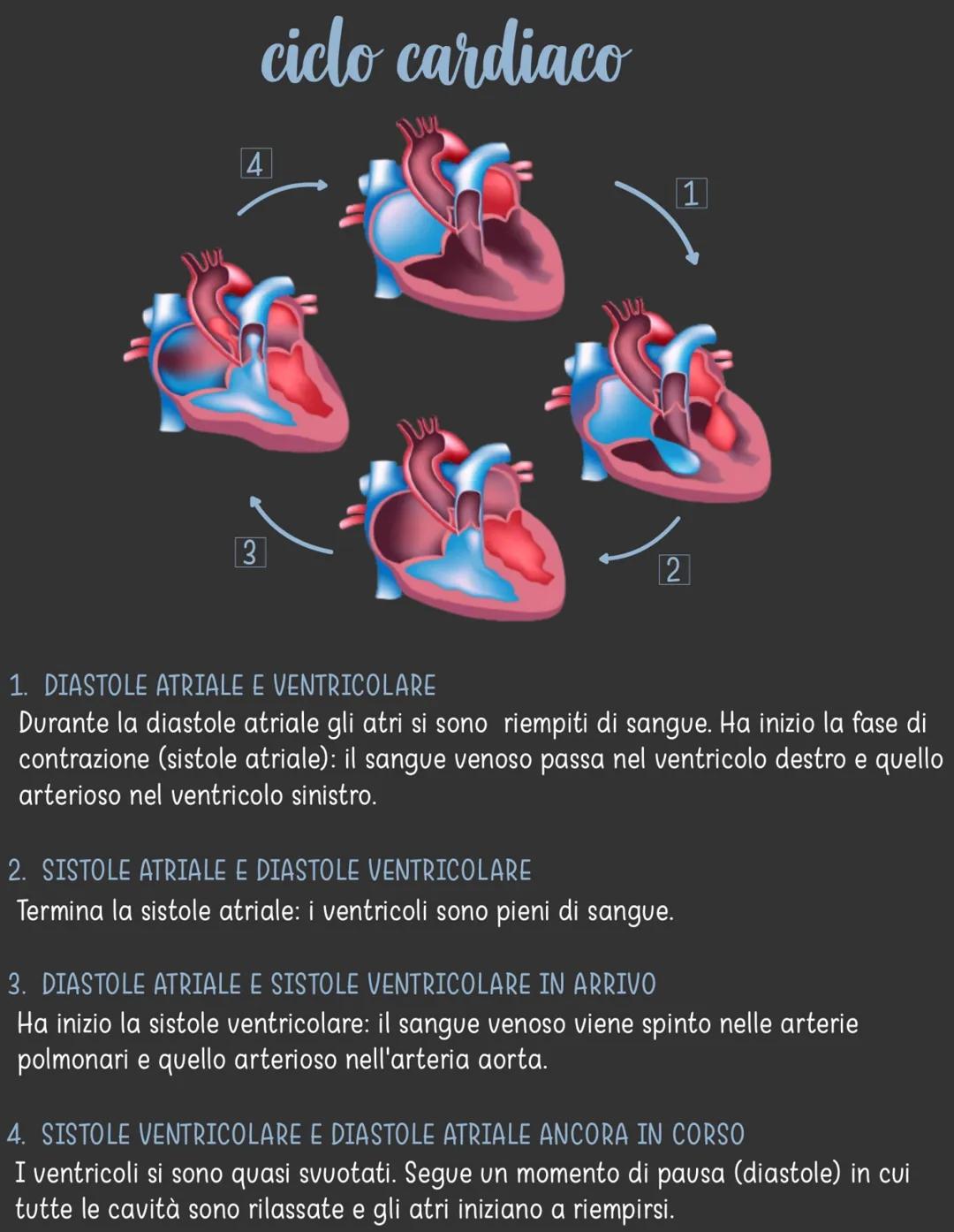 apparato circolatorio
È costituito da:
CUORE- ha la funzione di pompare il sangue
in circolo
●
●
●
●
VASI SANGUIGNI → hanno la funzione di
c