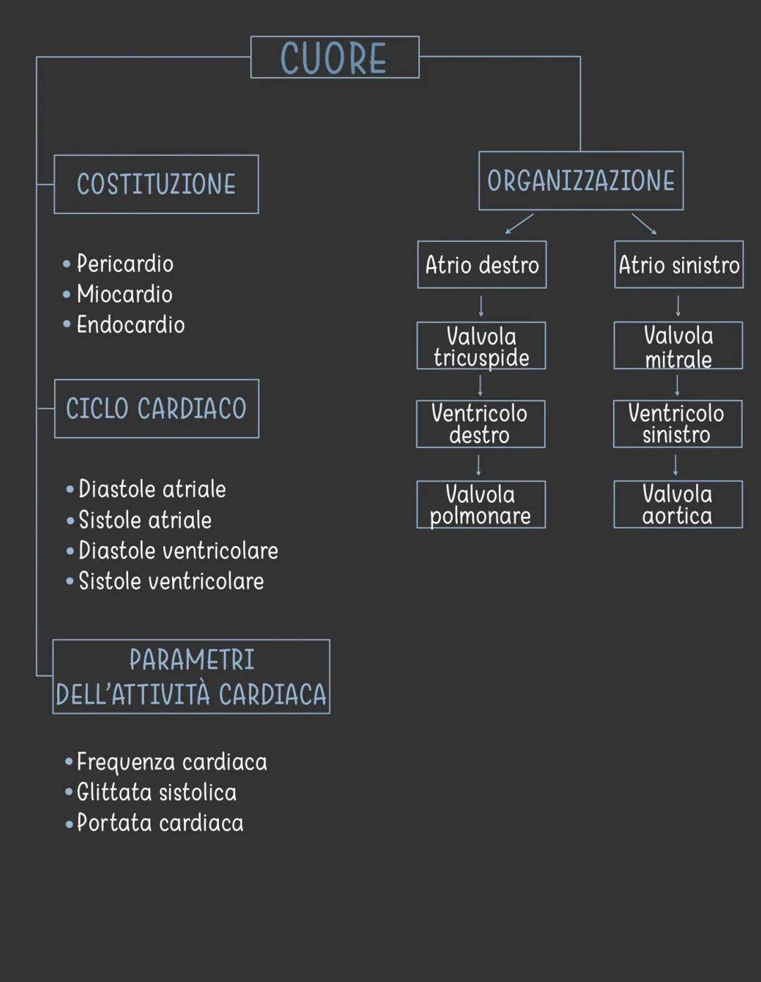 apparato circolatorio
È costituito da:
CUORE- ha la funzione di pompare il sangue
in circolo
●
●
●
●
VASI SANGUIGNI → hanno la funzione di
c