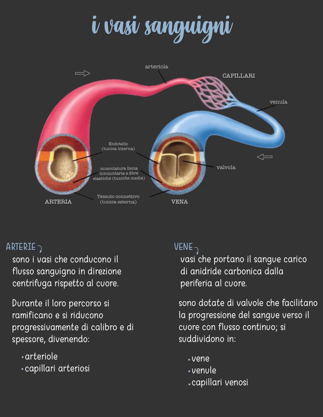 apparato circolatorio
È costituito da:
CUORE- ha la funzione di pompare il sangue
in circolo
●
●
●
●
VASI SANGUIGNI → hanno la funzione di
c