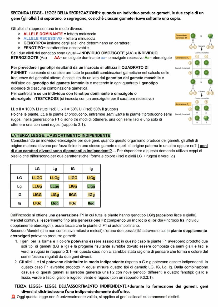 GENETICA
La genetica è lo studio delle leggi e dei meccanismi che permettono la trasmissione dei caratteri da una
generazione all'altra (nas