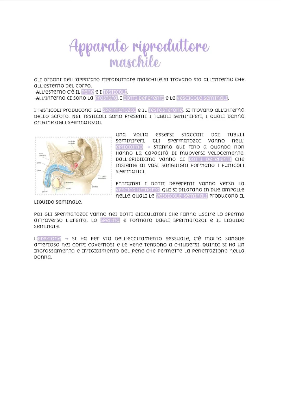 L'apparato riproduttore maschile 