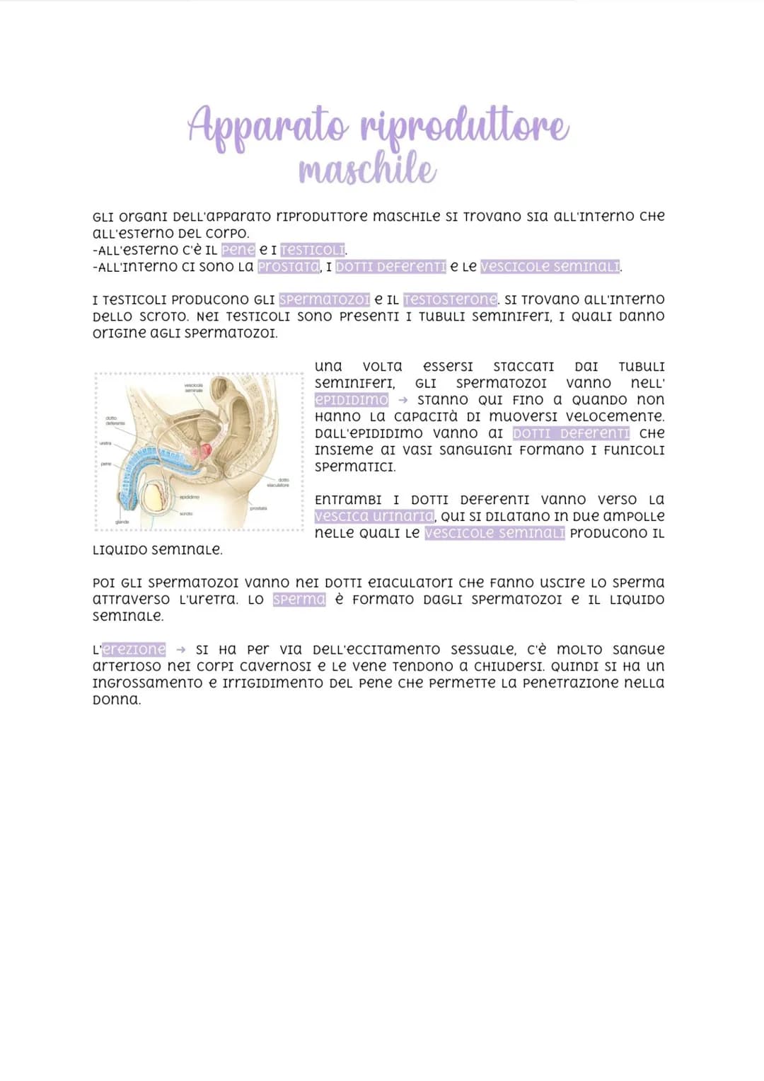 maschile
GLI ORGANI DELL'APPARATO rIPrODUTTore masCHILE SI Trovano SIA ALL'Interno CHE
ALL'esterno DeL Corpo.
-ALL'esterno c'è IL Pene e I T