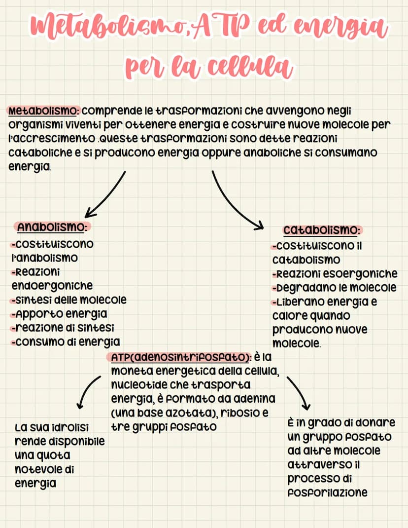 Il metabolismo microbico
Ecosistema → insieme costituito da componente biotica E abiotica
In un certo ambiente
↓
condizioni fondamentali:
- 