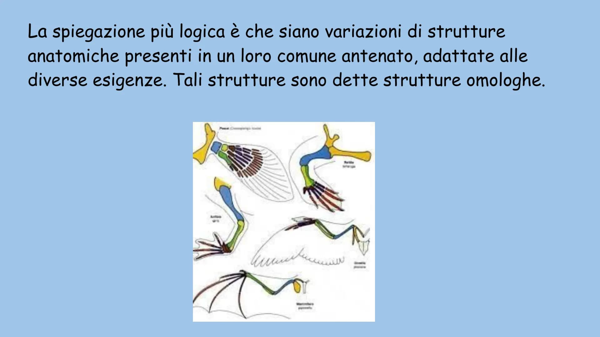 La teoria dell'evoluzione
Charles Darwin La teoria dell'evoluzione biologica spiega come le specie si
modificano nel tempo, e venne formulat
