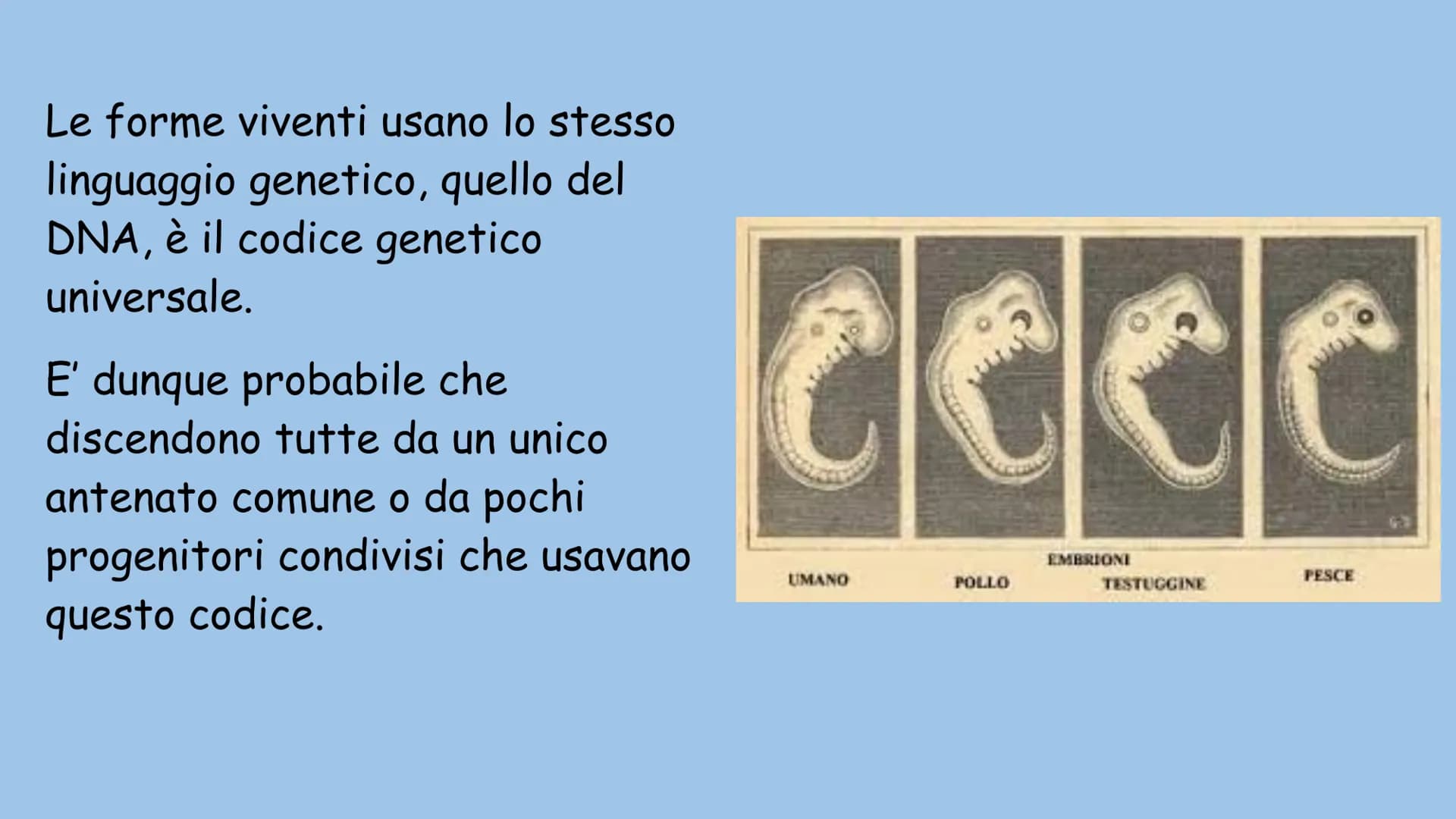 La teoria dell'evoluzione
Charles Darwin La teoria dell'evoluzione biologica spiega come le specie si
modificano nel tempo, e venne formulat