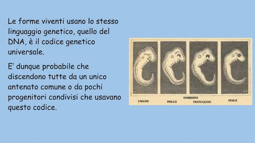 La teoria dell'evoluzione
Charles Darwin La teoria dell'evoluzione biologica spiega come le specie si
modificano nel tempo, e venne formulat