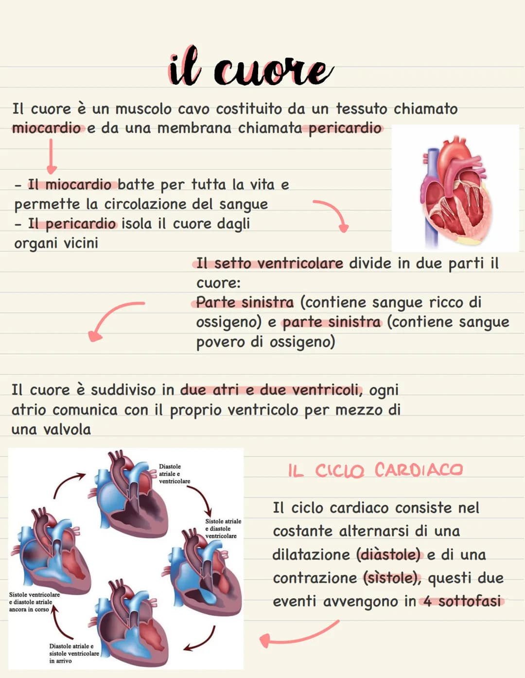 il cuore
Il cuore è un muscolo cavo costituito da un tessuto chiamato
miocardio e da una membrana chiamata pericardio
- Il miocardio batte p