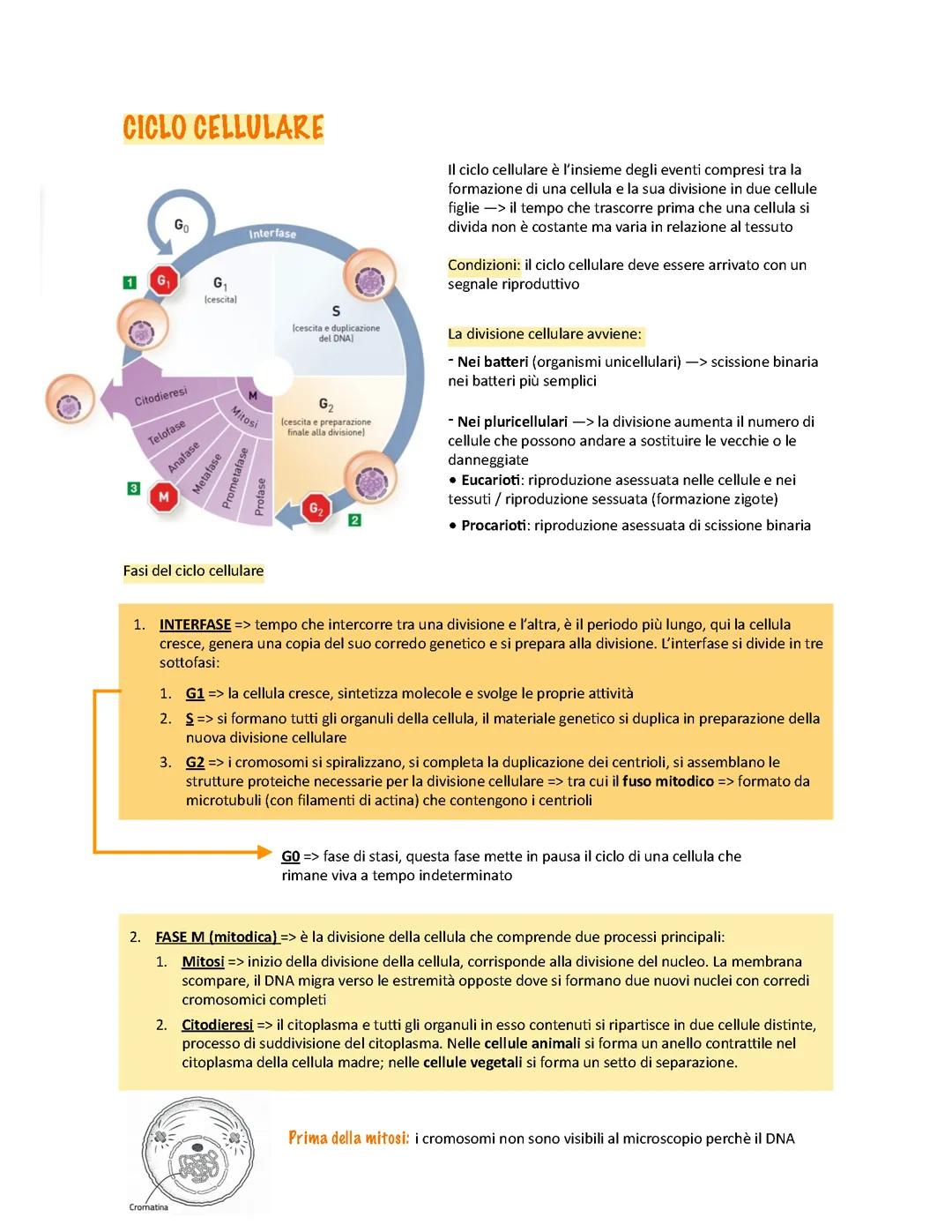 Comprendere il ciclo cellulare: mitosi, meiosi ed errori comuni