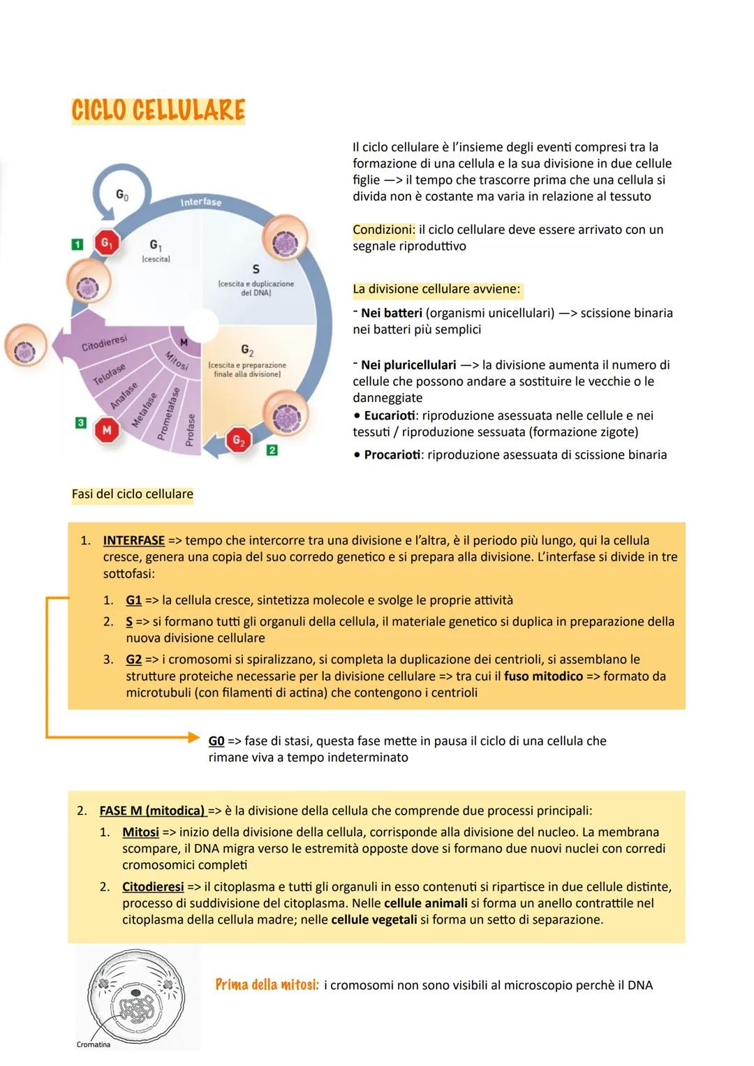 CICLO CELLULARE
Interfase
Il ciclo cellulare è l'insieme degli eventi compresi tra la
formazione di una cellula e la sua divisione in due ce